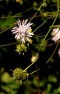 Knautia integrifolia